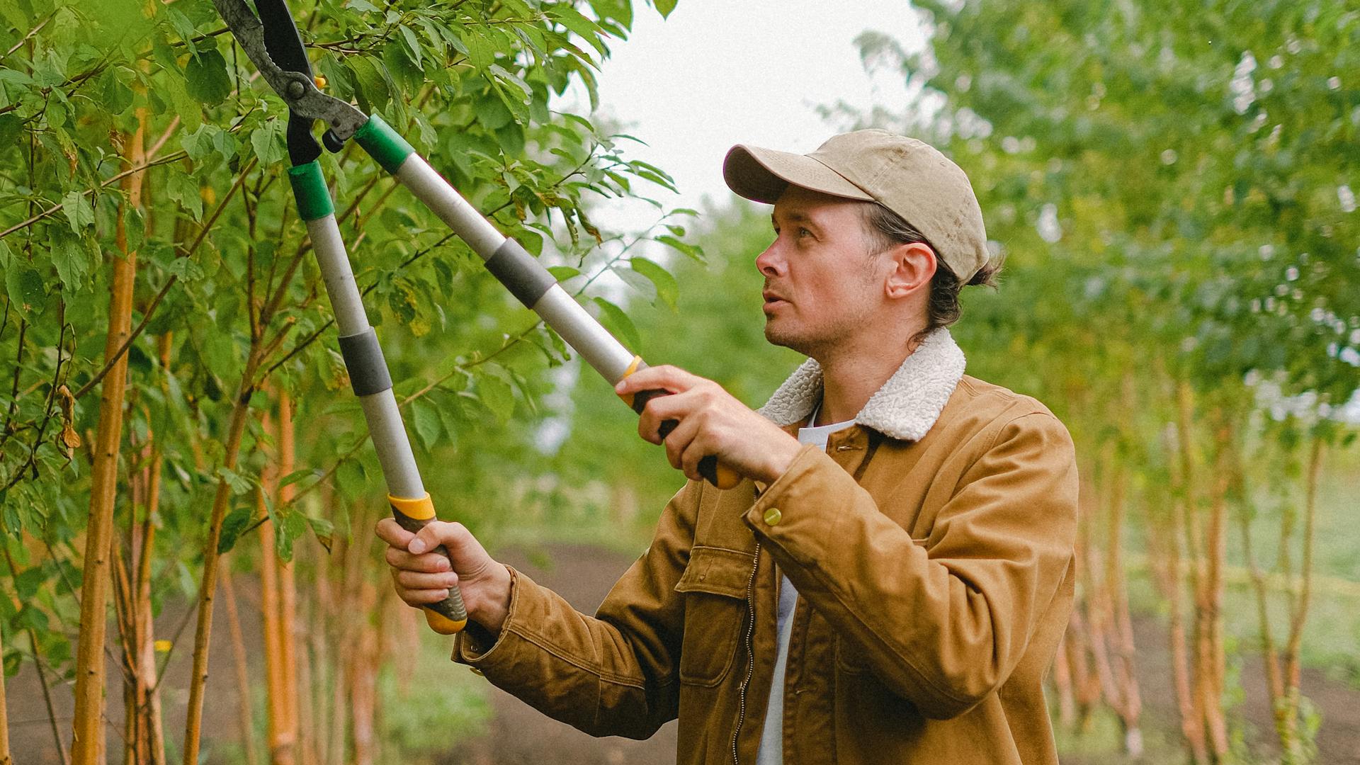 Élagueur grimpeur taillant un arbre à Nice
