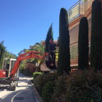 Pelleteuse et cyprès lors d'un chantier d'élagage à Nice