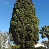 Grand cyprès sous ciel bleu dans les Alpes-Maritimes