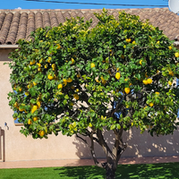 Citronnier entretenu dans un jardin à Nice