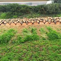 Troncs d'arbres coupés après abattage à Nice